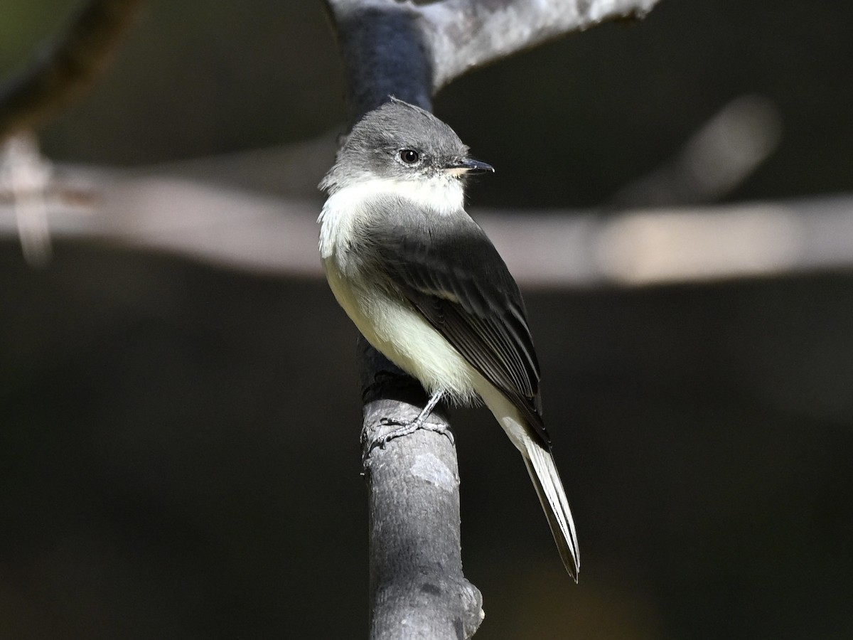 Mosquero Fibí - ML643652327