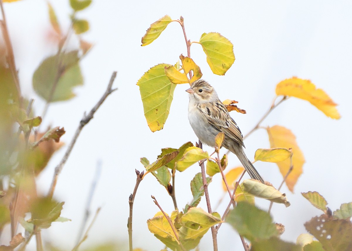 Clay-colored Sparrow - ML643652342