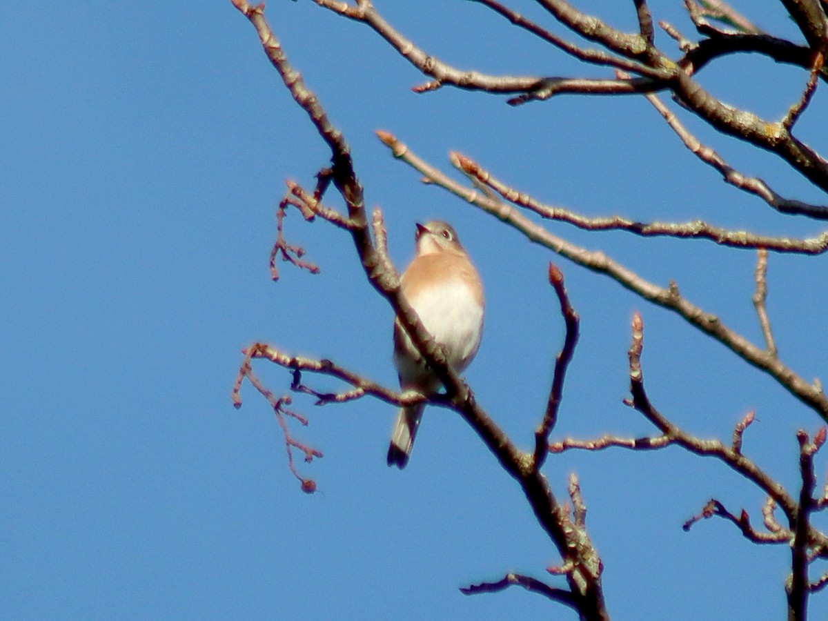 Eastern Bluebird - ML643652351