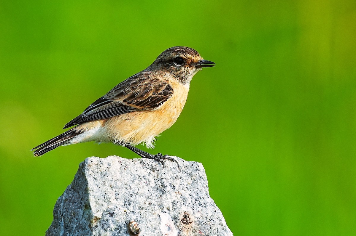 Pallasschwarzkehlchen - ML643652360
