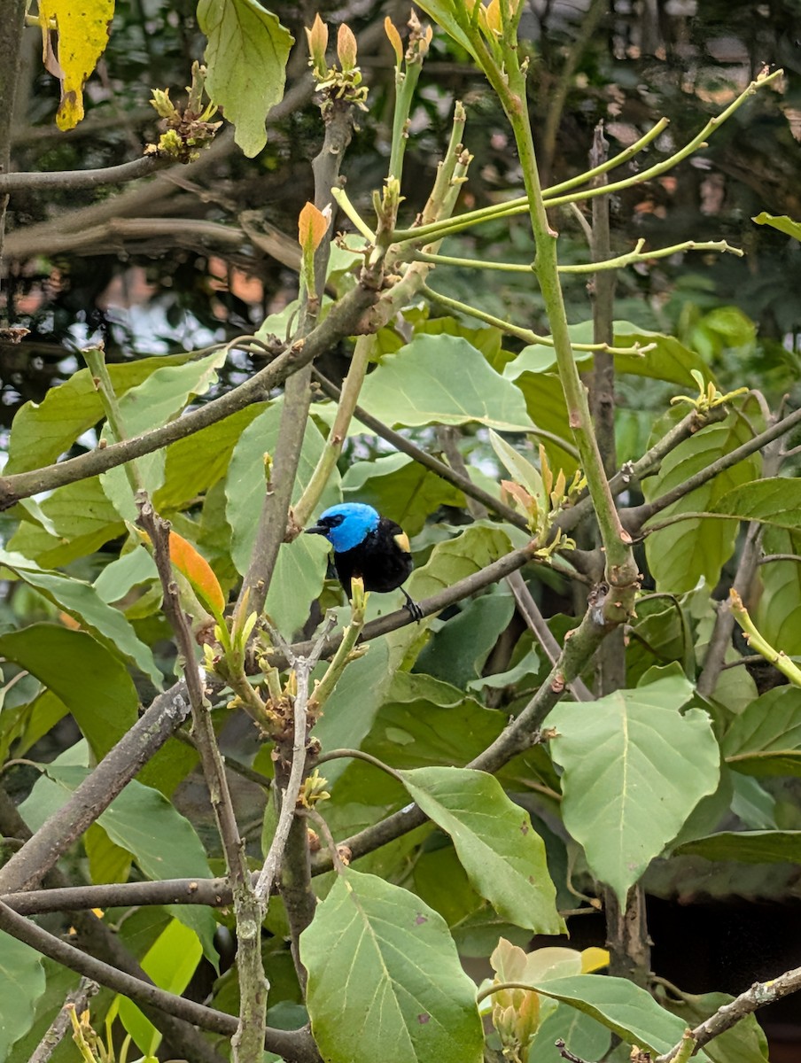 Blue-necked Tanager - ML643652363