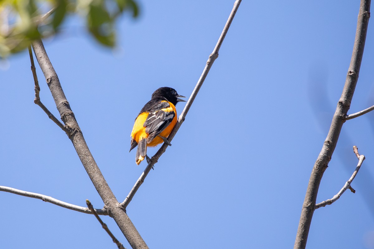 Baltimoretrupial - ML643652366