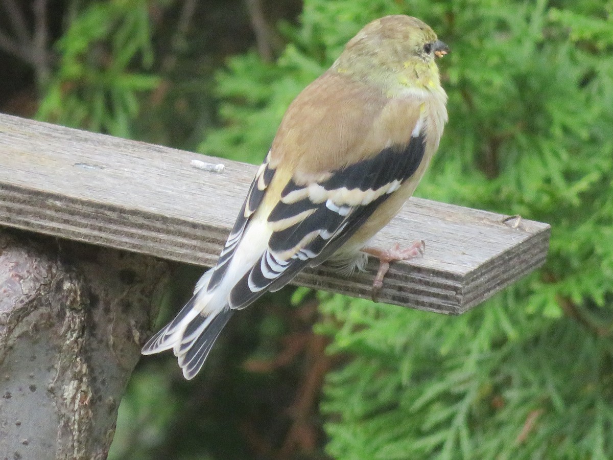 American Goldfinch - ML643652377