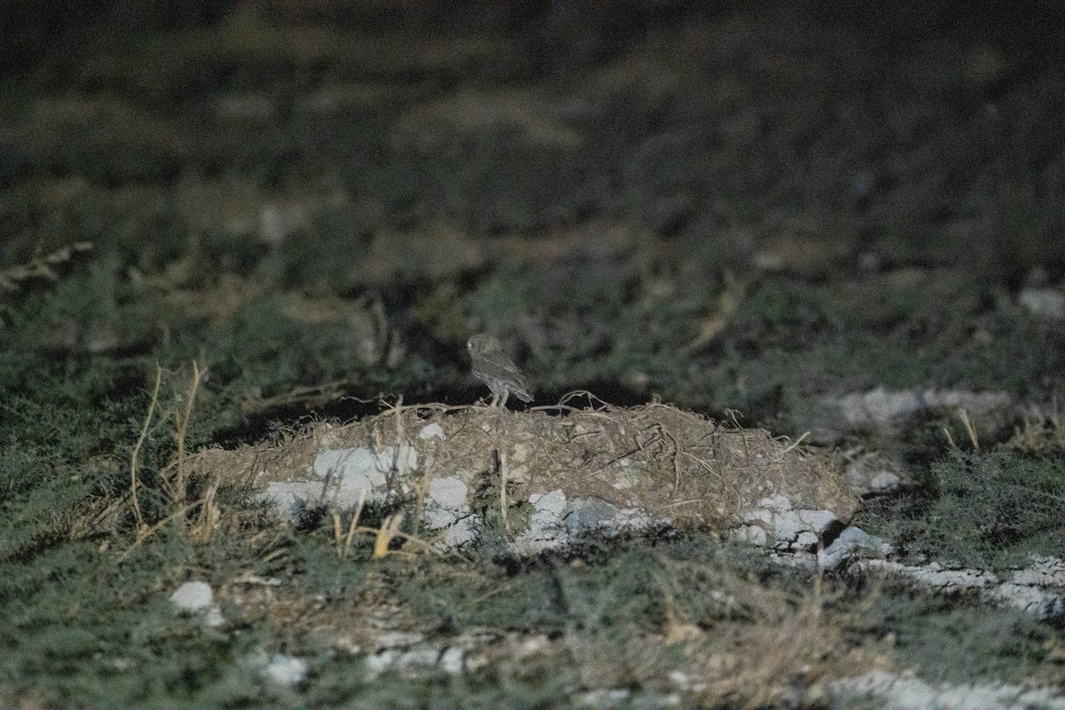 Pallid Scops-Owl - ML643652378