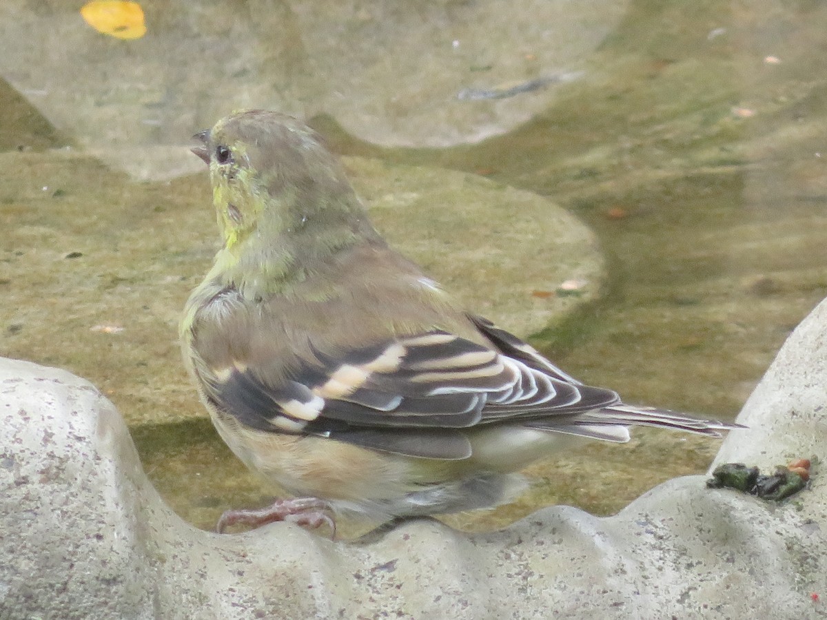 American Goldfinch - ML643652395