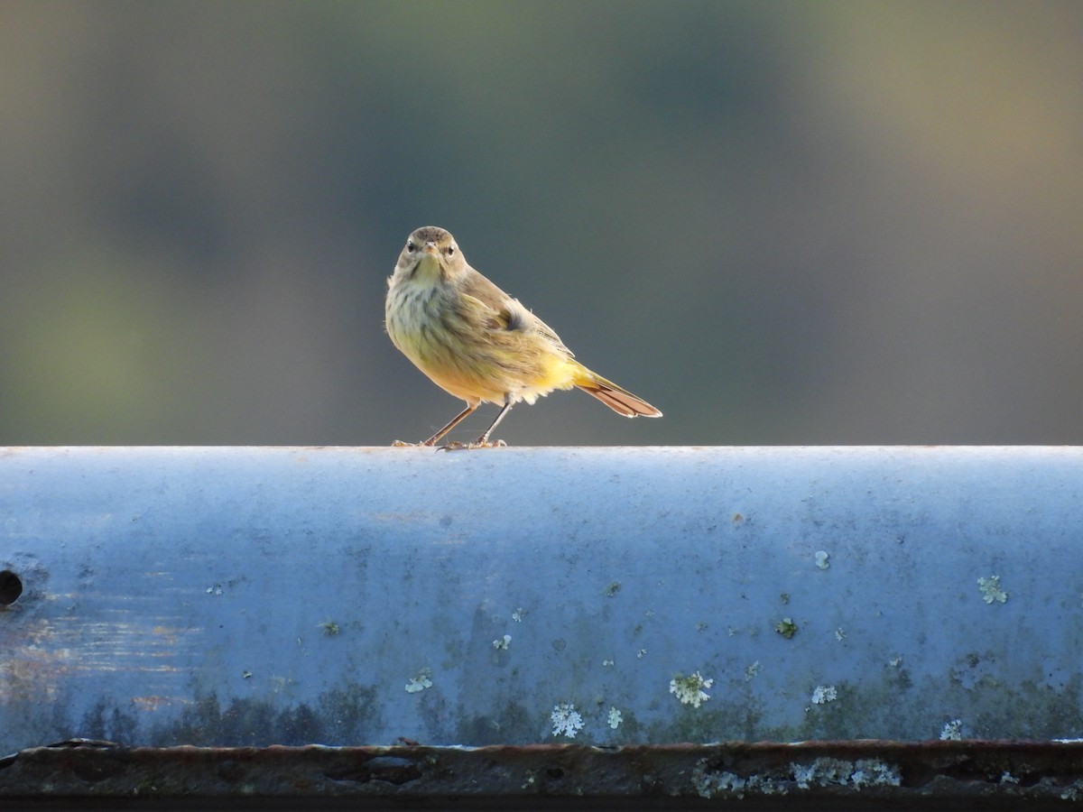 Palm Warbler - ML643652396