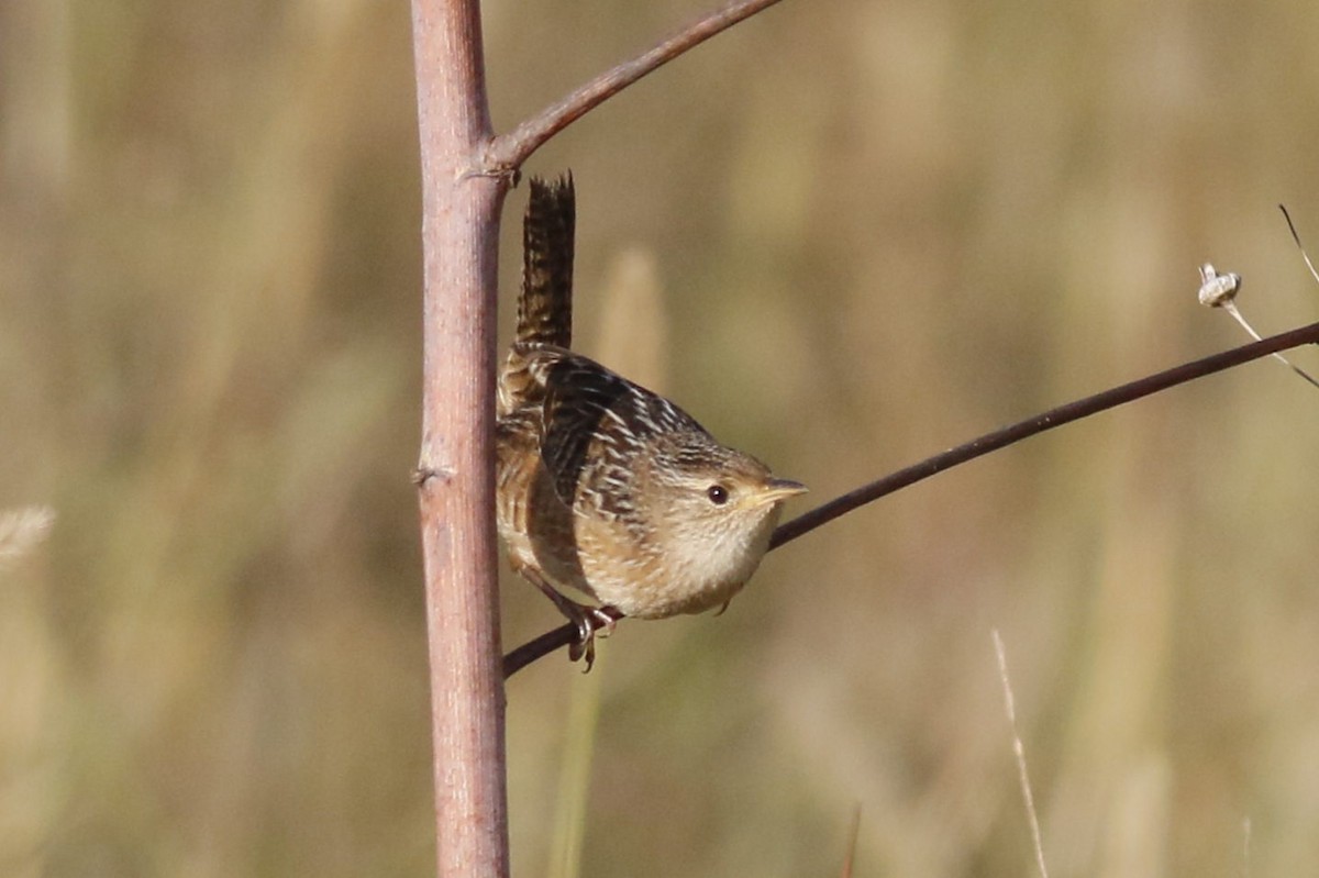 Sedge Wren - ML643652397