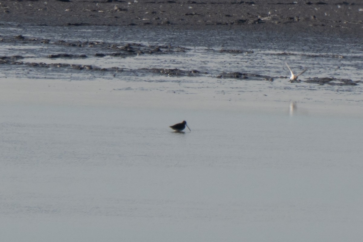 Common Snipe - ML643652399