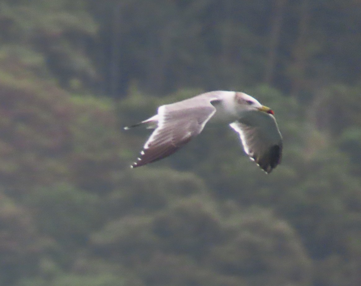 Black-tailed Gull - ML643652400
