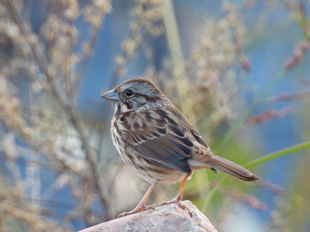 Song Sparrow - ML643652409