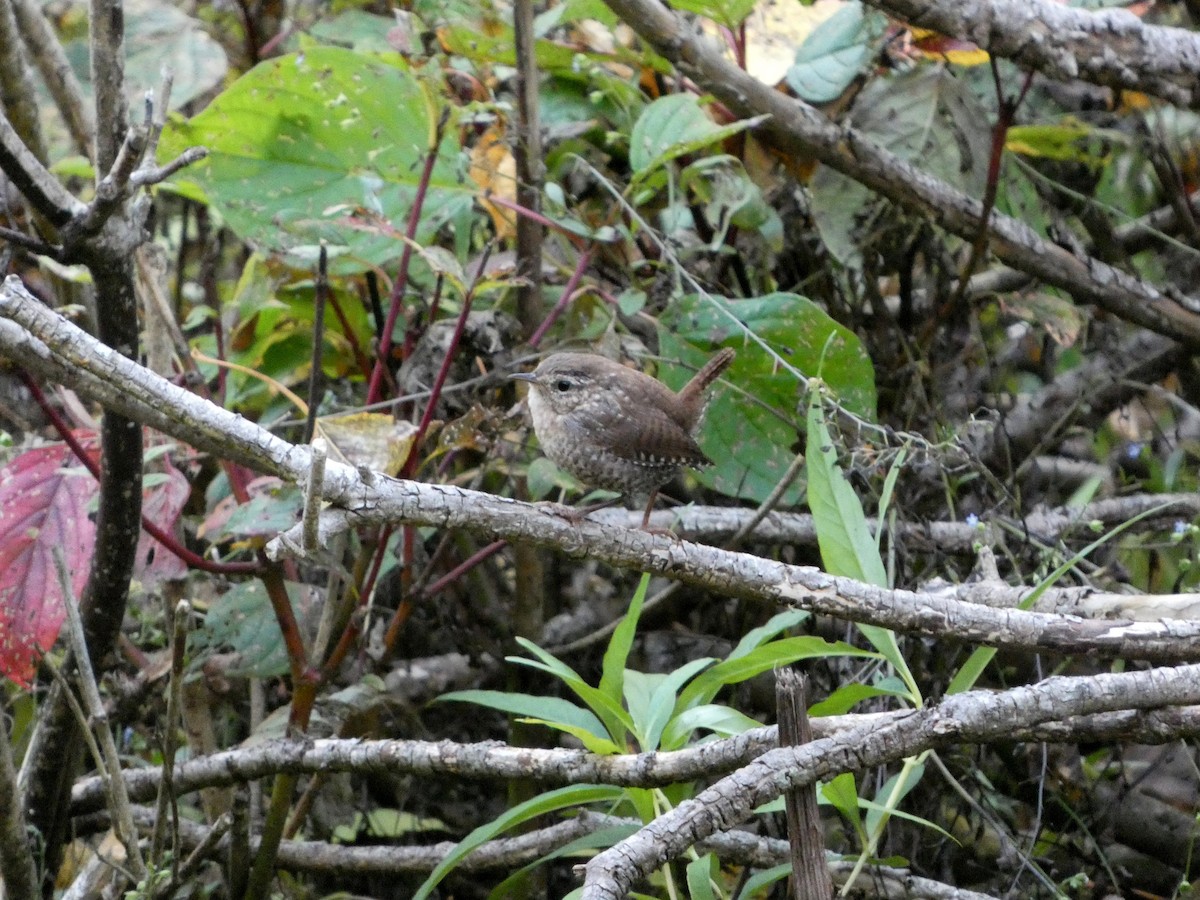 Winter Wren - ML643652415