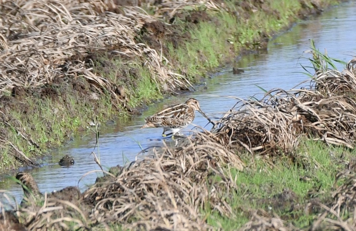 Common Snipe - ML643652417