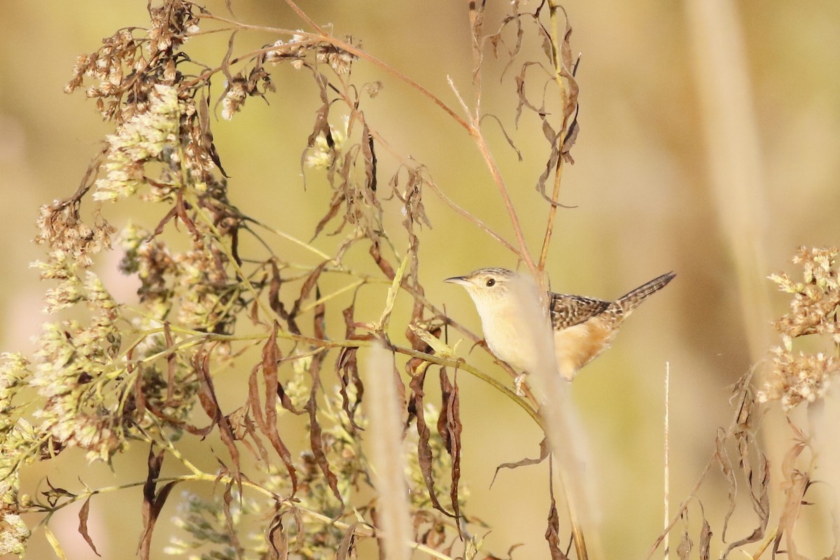 Sedge Wren - ML643652422