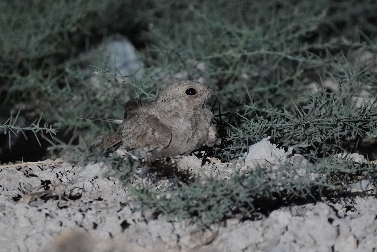Egyptian Nightjar - ML643652470