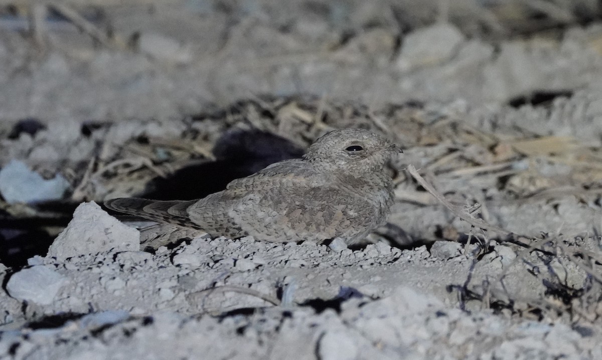 Egyptian Nightjar - ML643652471