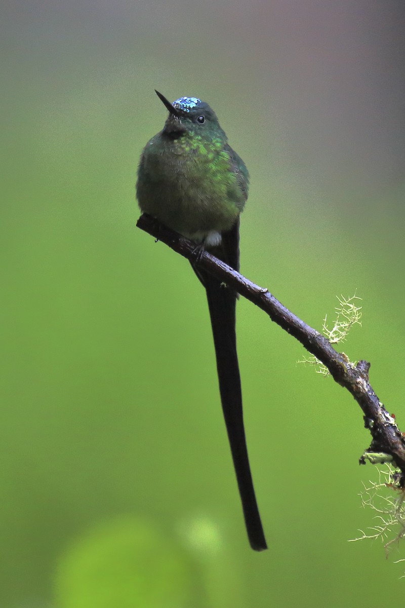 Long-tailed Sylph - ML643652486