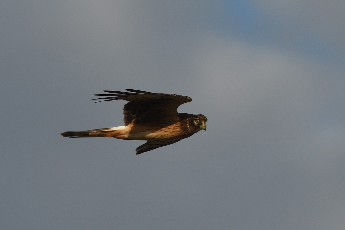 Northern Harrier - ML643652523