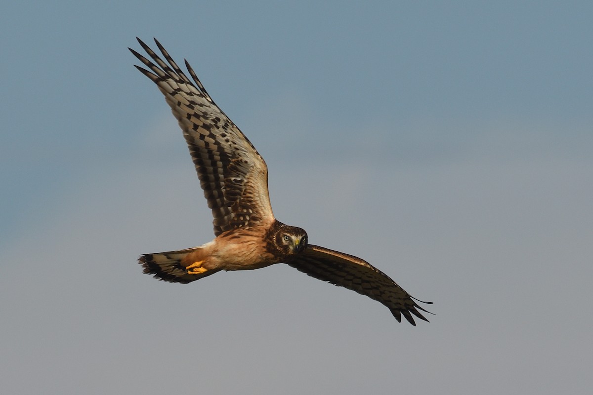 Northern Harrier - ML643652524