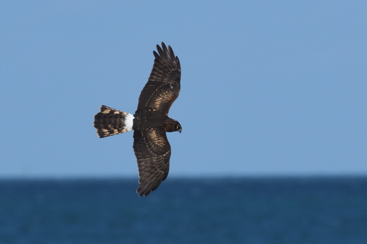 Northern Harrier - ML643652529