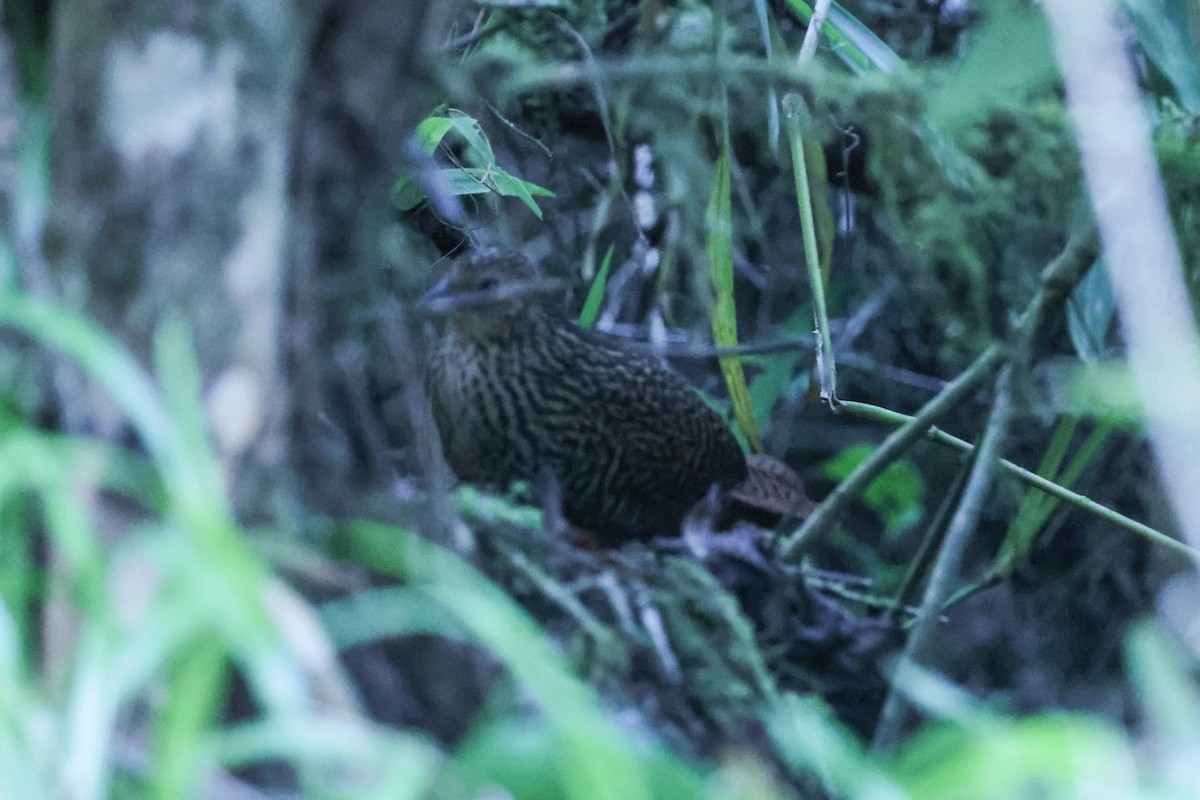 Madagascar Flufftail - ML643652533