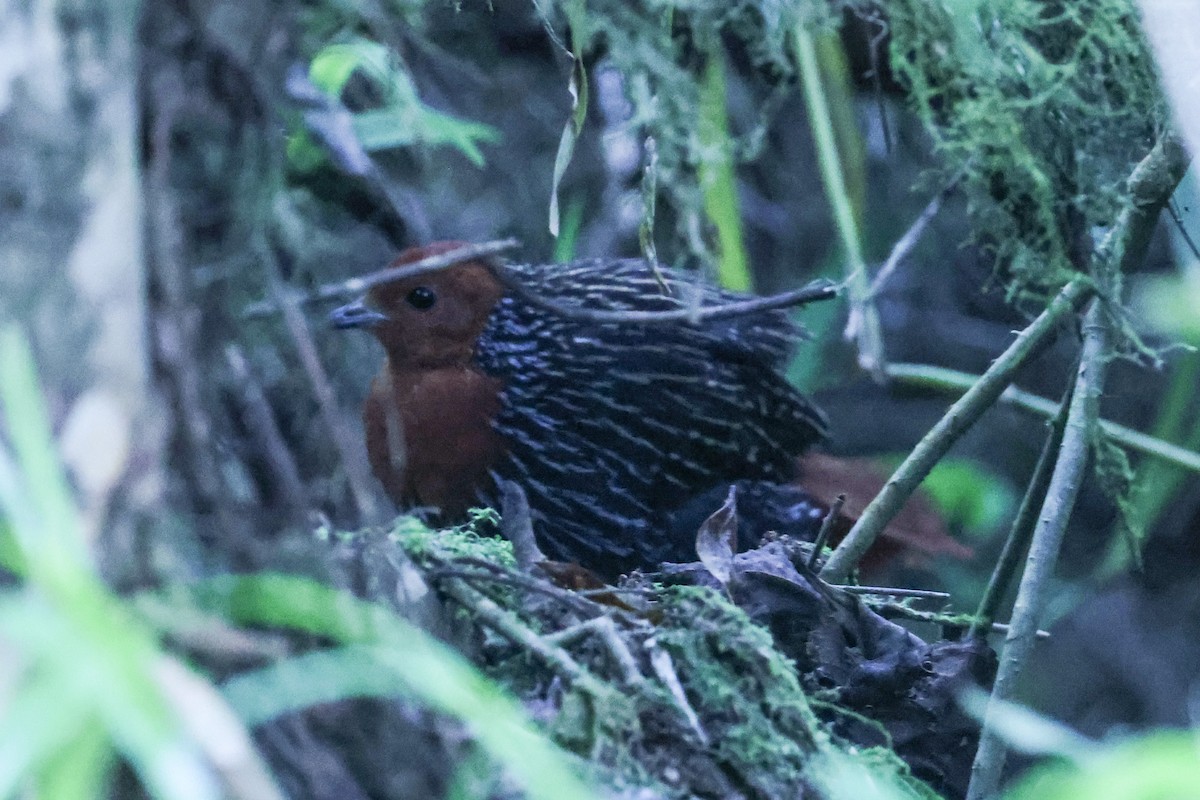Madagascar Flufftail - ML643652534