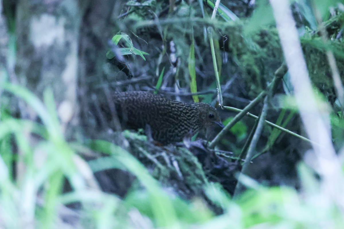 Madagascar Flufftail - ML643652535