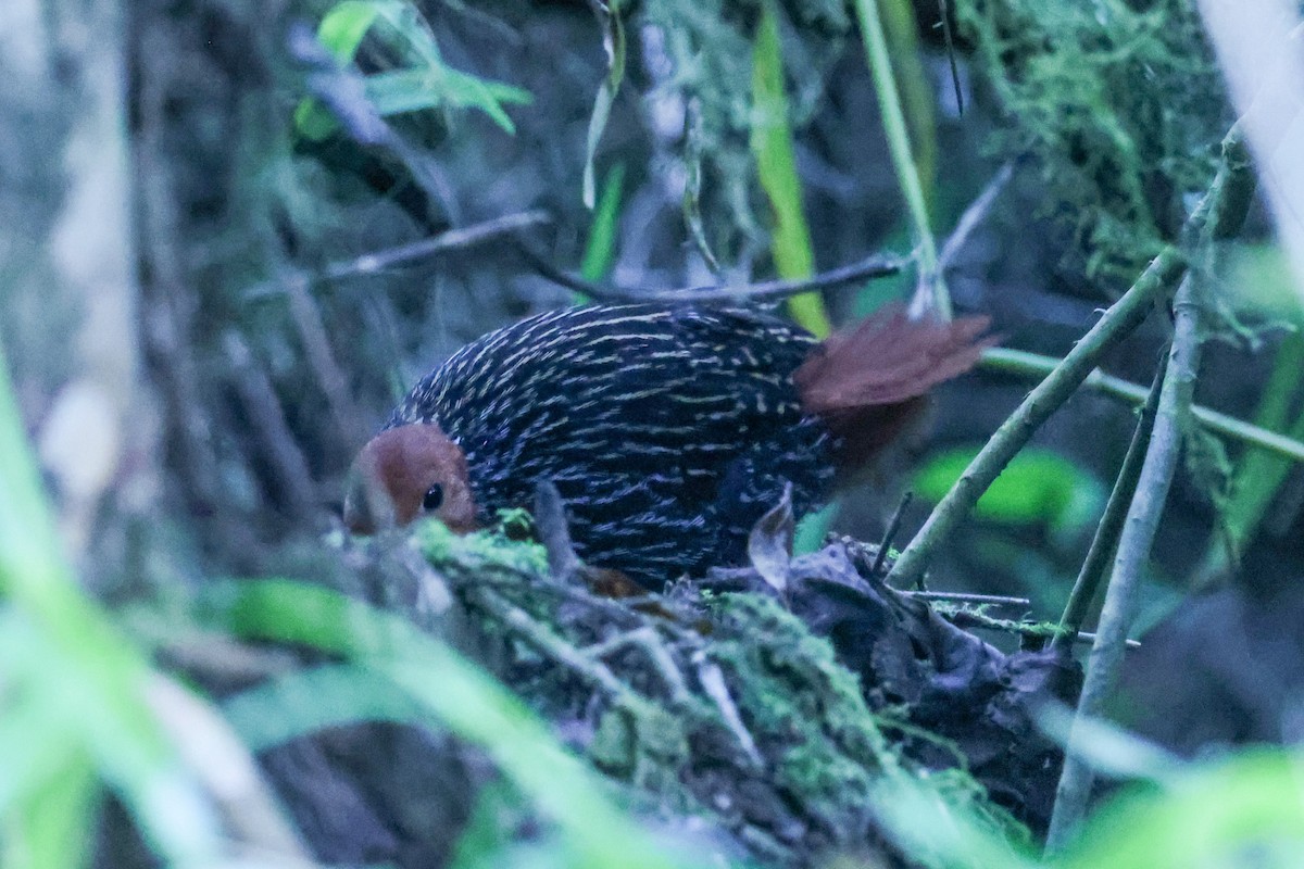 Madagascar Flufftail - ML643652537