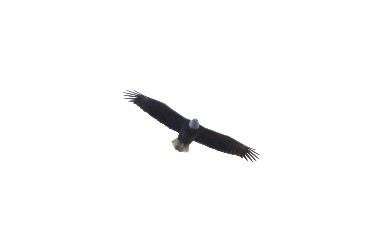 ハクトウワシ - ML643652539