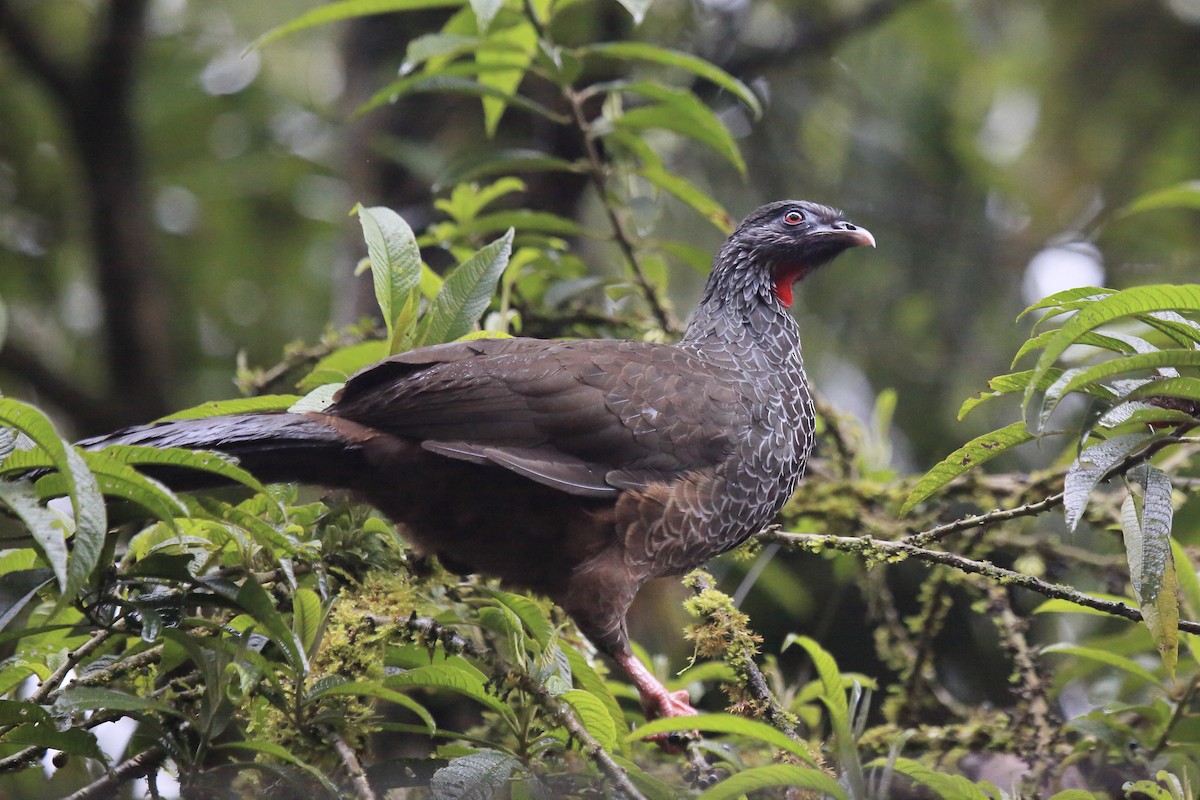 Andean Guan - ML643652542