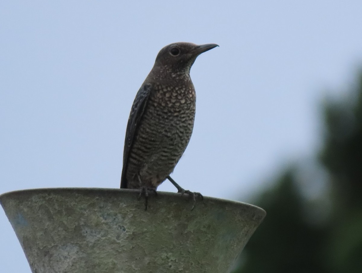 Blue Rock-Thrush - ML643652553