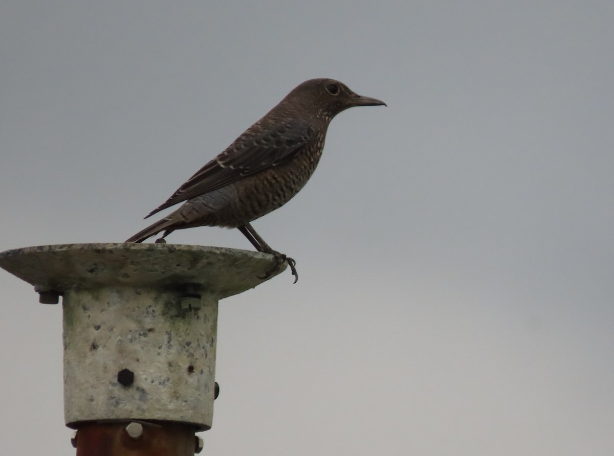 Blue Rock-Thrush - ML643652554