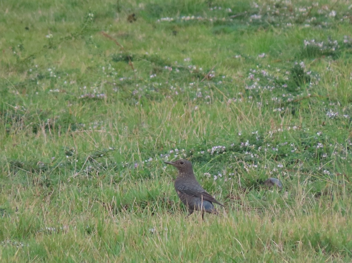 Blue Rock-Thrush - ML643652555
