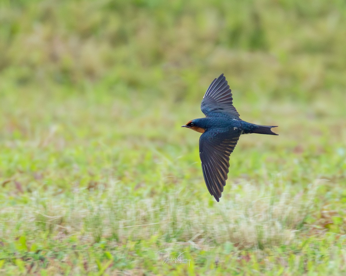 Pacific Swallow - ML643652561