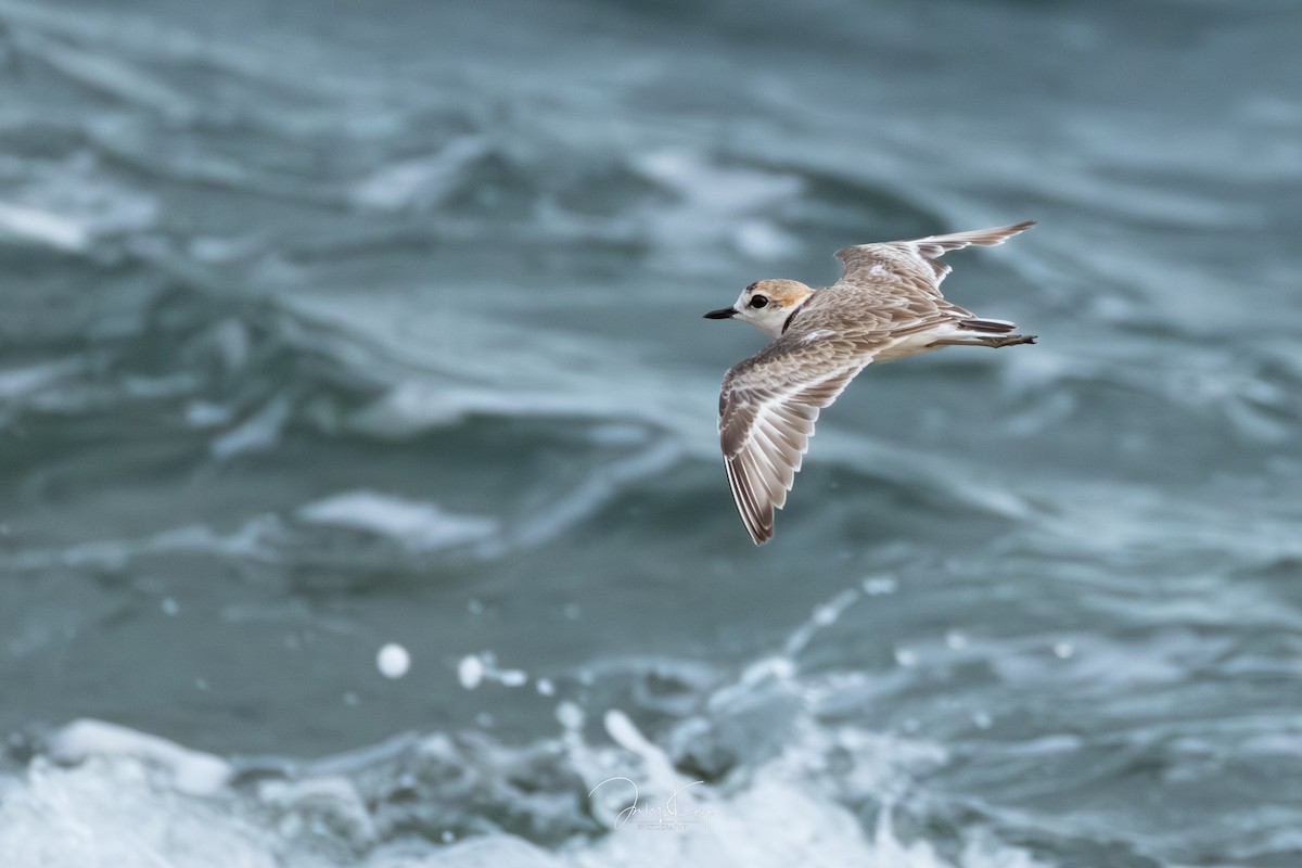 Malaysian Plover - ML643652587