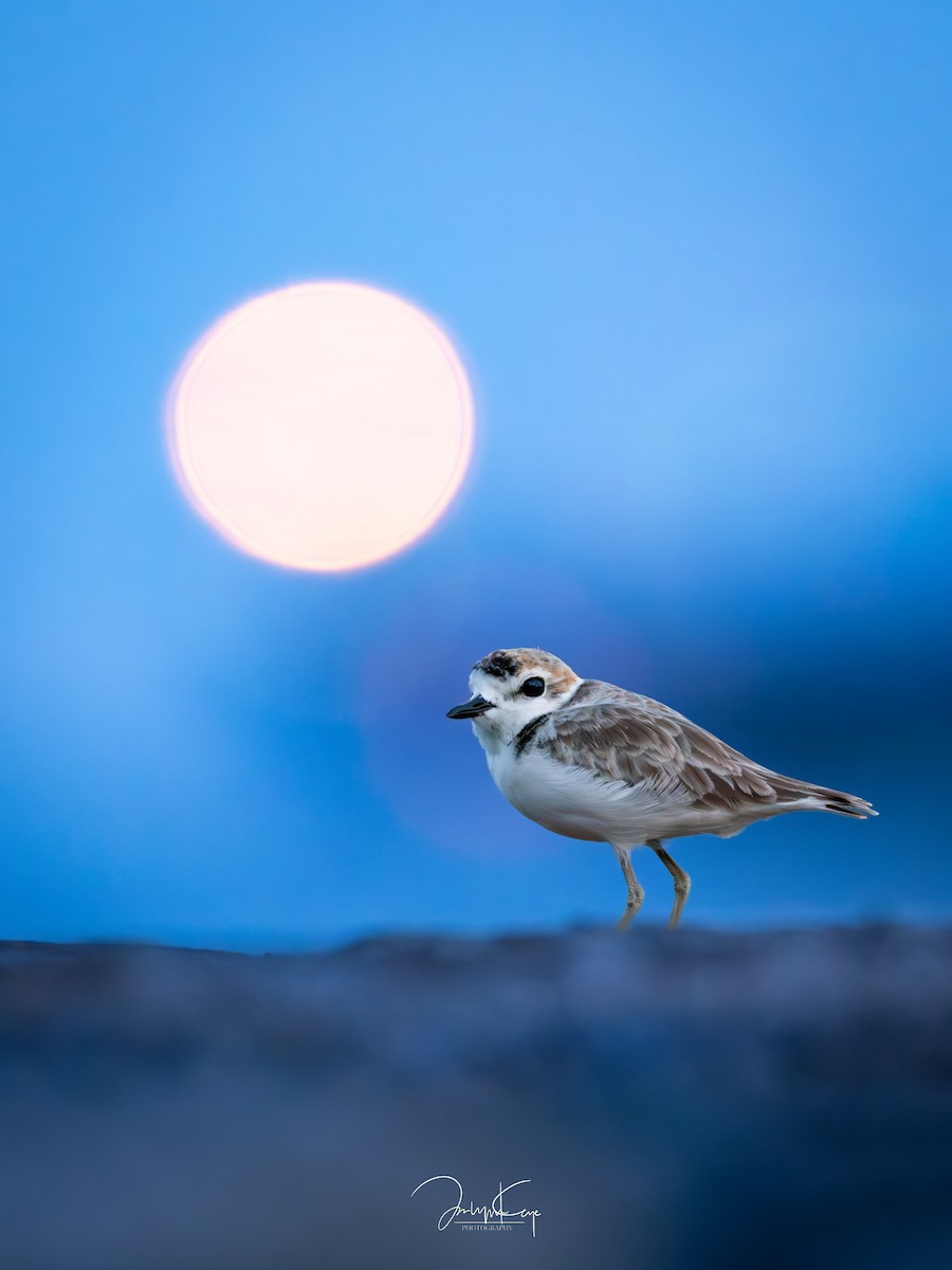 Malaysian Plover - ML643652588