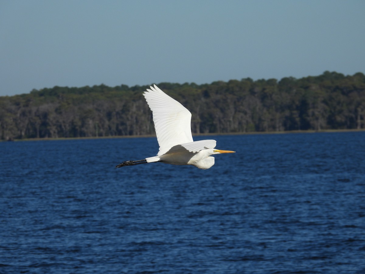 Great Egret - ML643652593