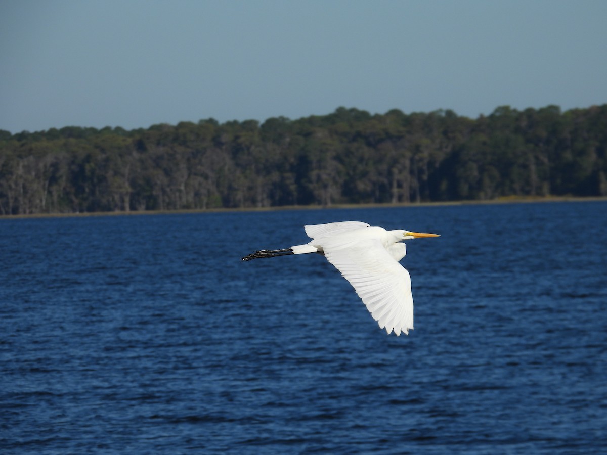 Great Egret - ML643652594