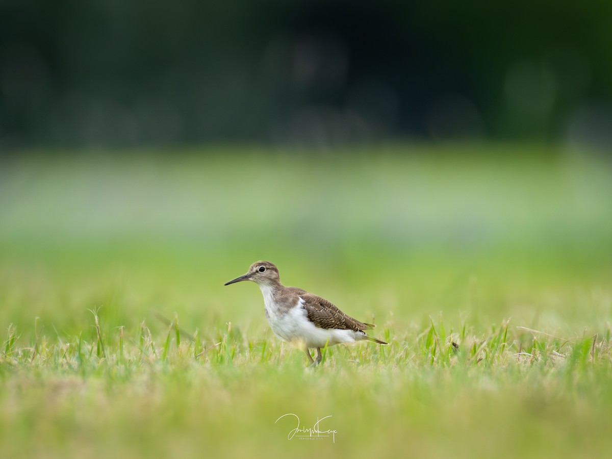 Common Sandpiper - ML643652597