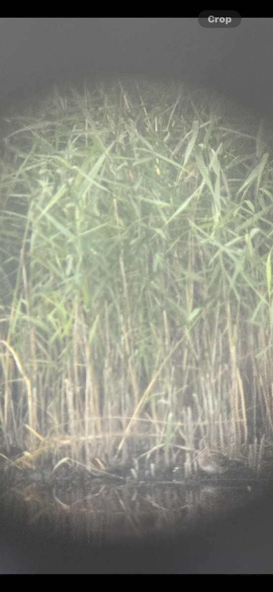 Jack Snipe - ML643652598