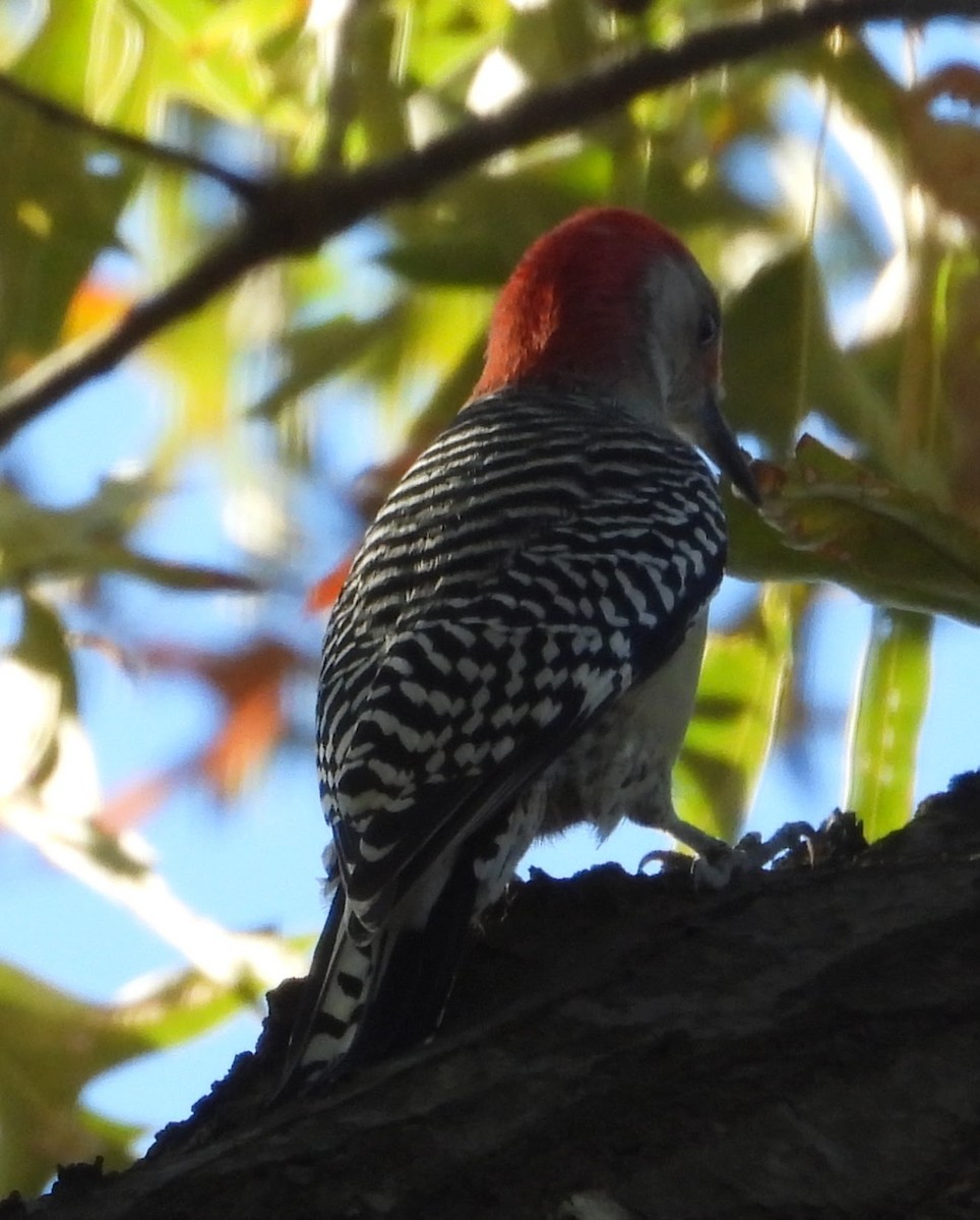 Red-bellied Woodpecker - ML643652620