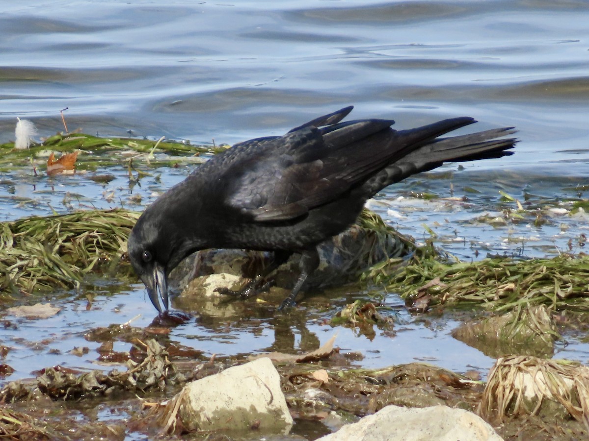 American Crow - ML643652671