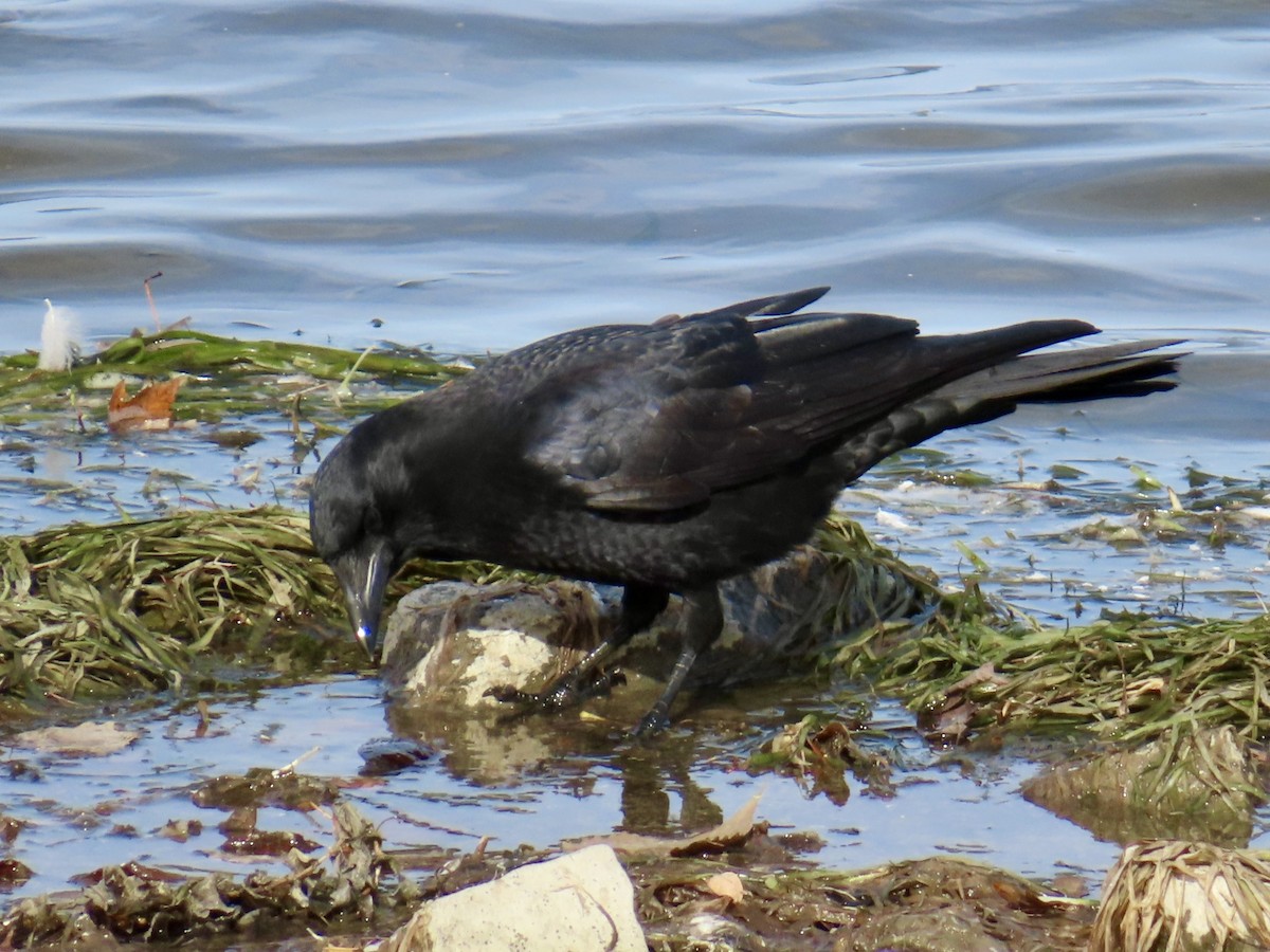 American Crow - ML643652672