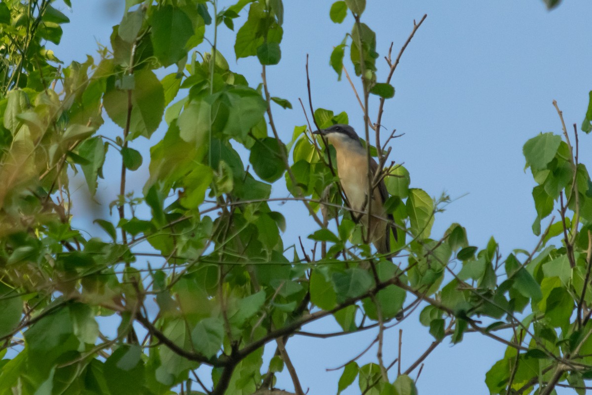 Dark-billed Cuckoo - ML643652713