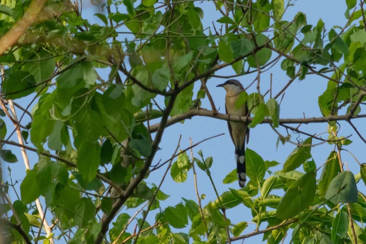 Dark-billed Cuckoo - ML643652714
