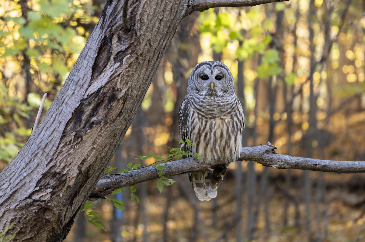 Barred Owl - ML643652734