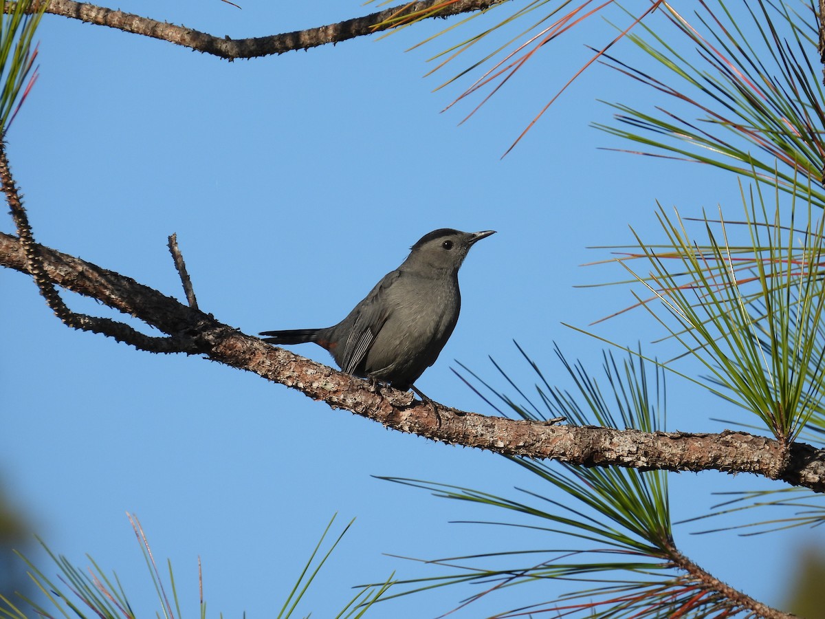 Gray Catbird - ML643652752