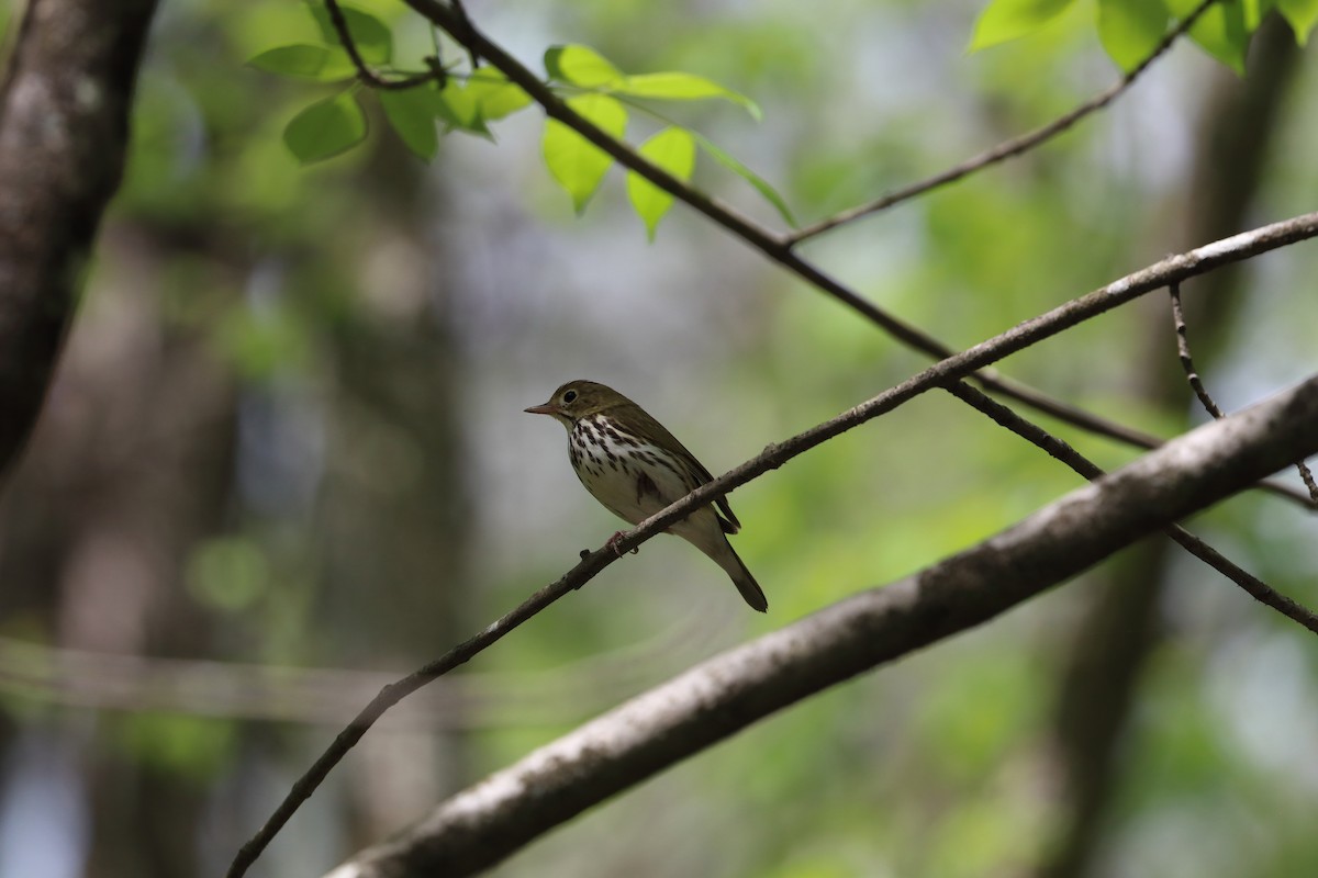 Ovenbird - ML643652759