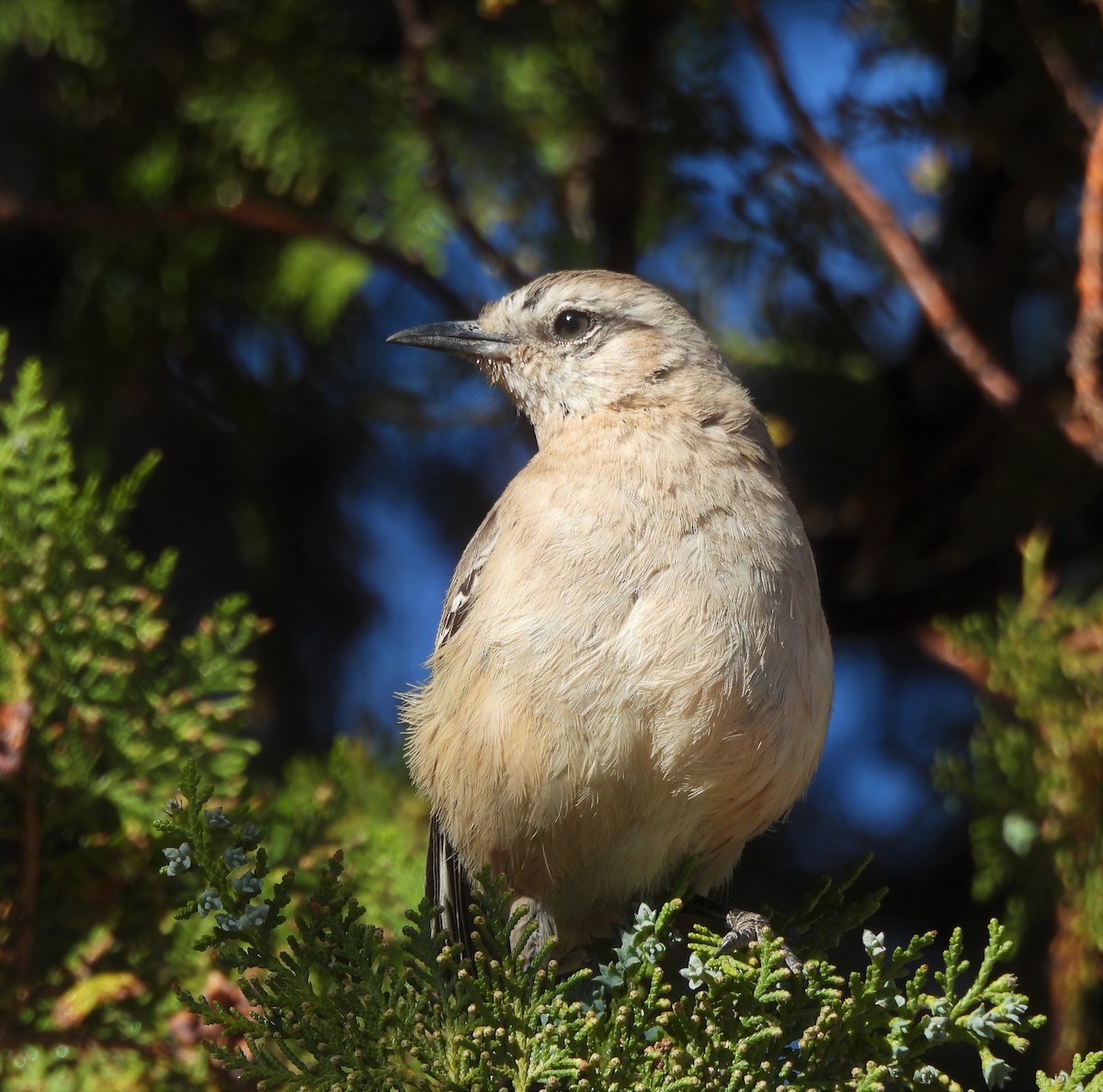 Patagonya Taklitçisi - ML643652774