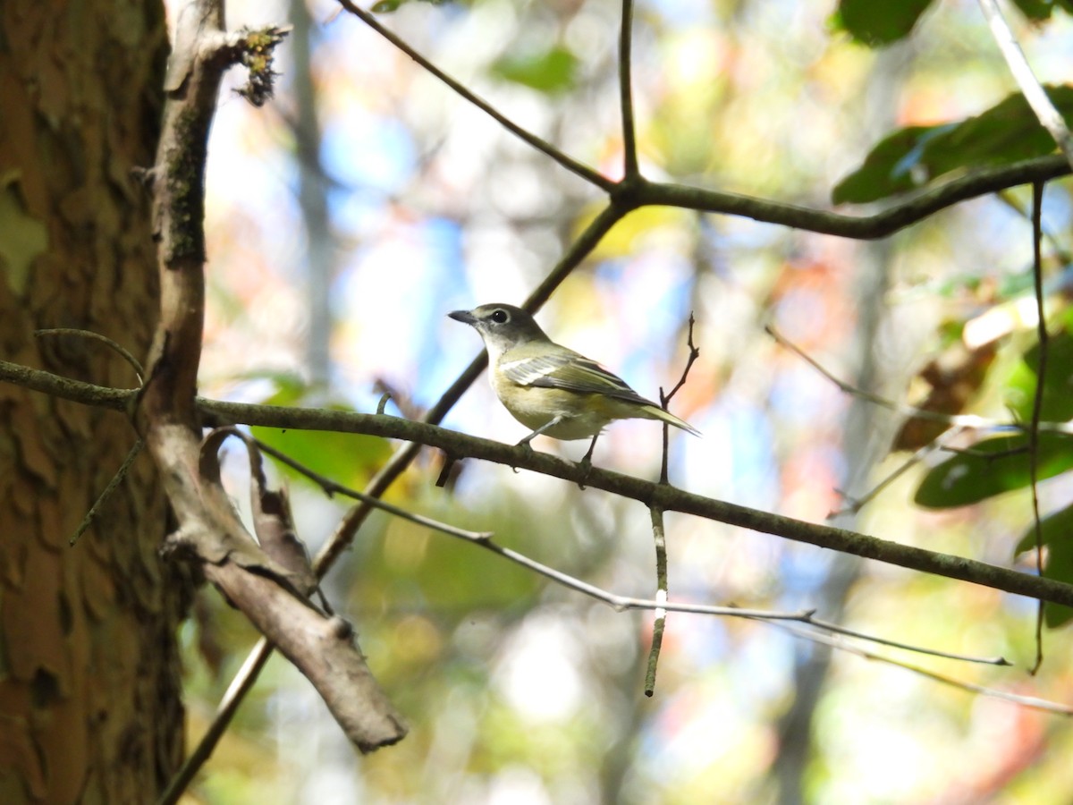 Blue-headed Vireo - ML643652783