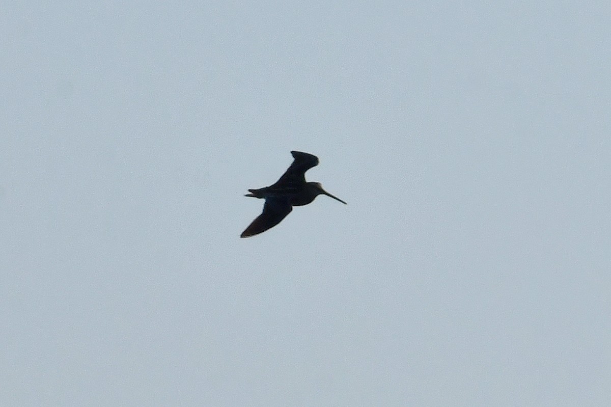 Common Snipe - ML643652795